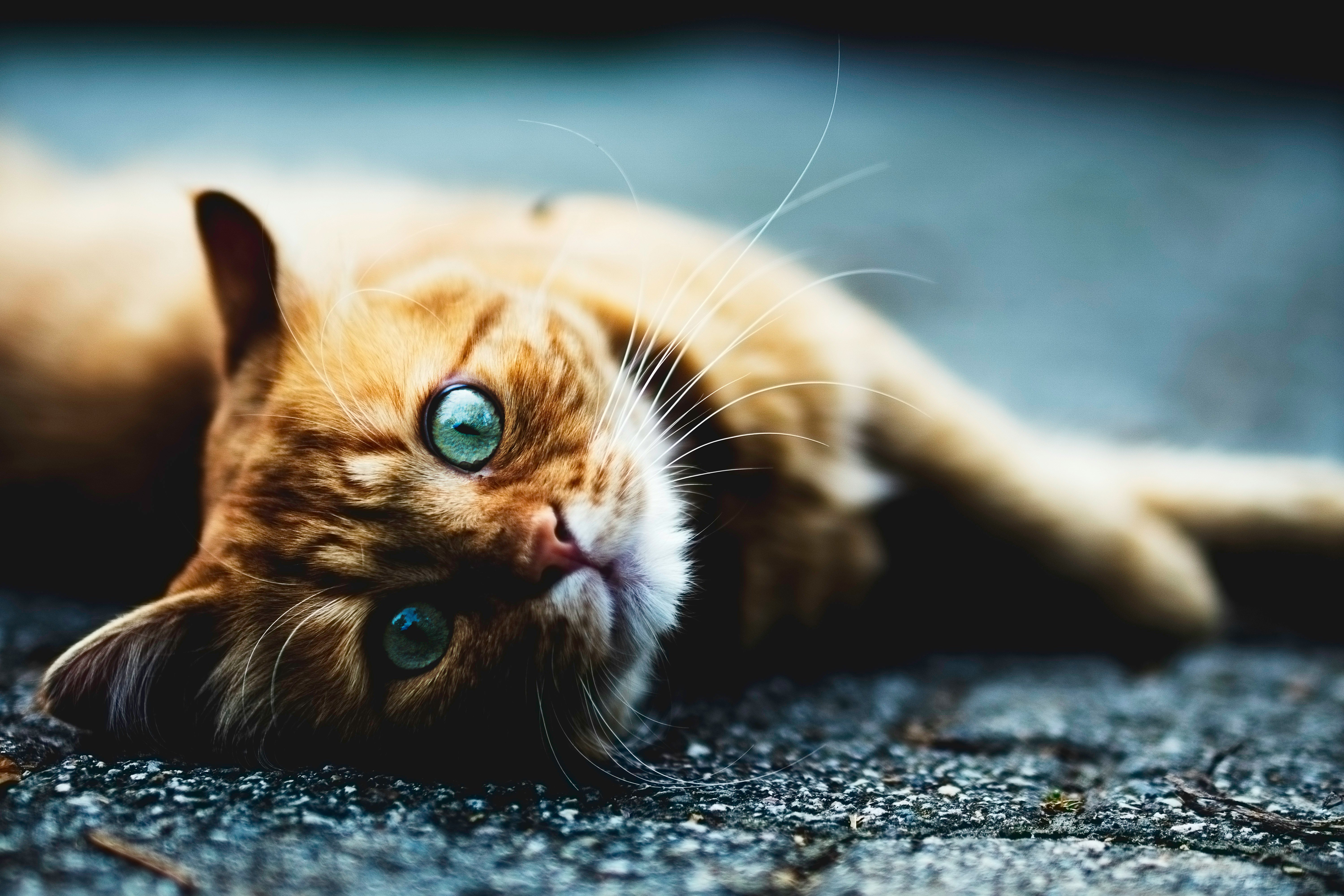 Close-up of a relaxed orange tabby cat lying on the ground with striking blue eyes